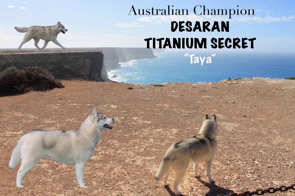 Photo of Desaran Titanium Secret