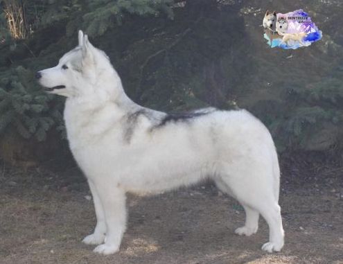 Photo of Kamchatka Dazzle Them