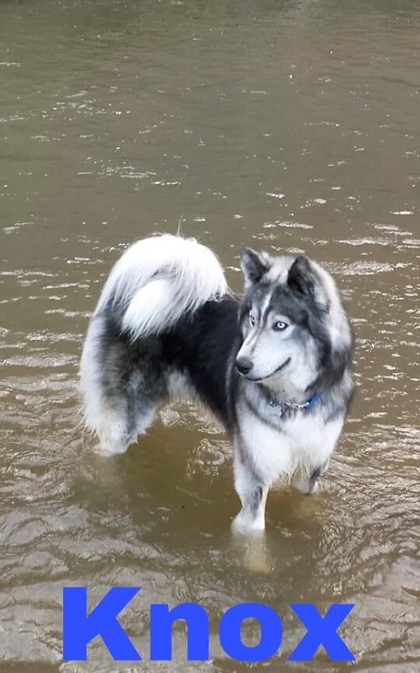 Photo of The Husky Ranch’s Knox