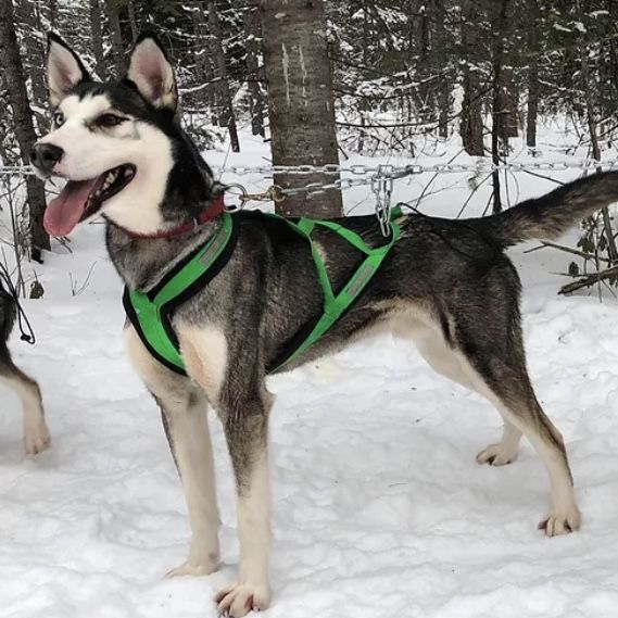 Photo of Minaska’s Dastan