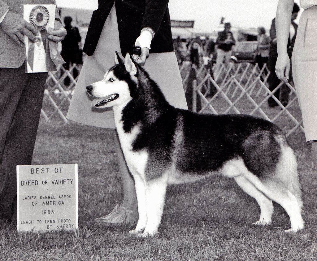 Photo of Talocon’s Arctic Echo