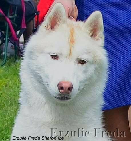 Photo of Erzulie Freda Sheron Ice