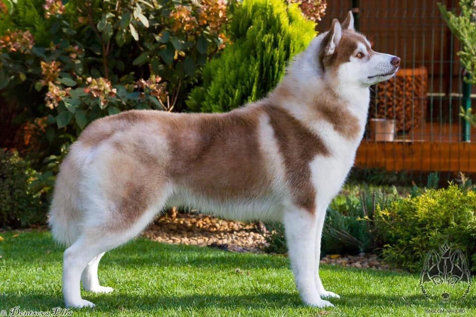 Photo of Kristaris Red Diamond Kingdom Navjord