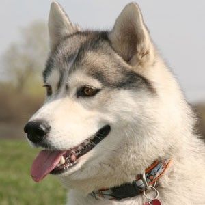 Photo of Baika