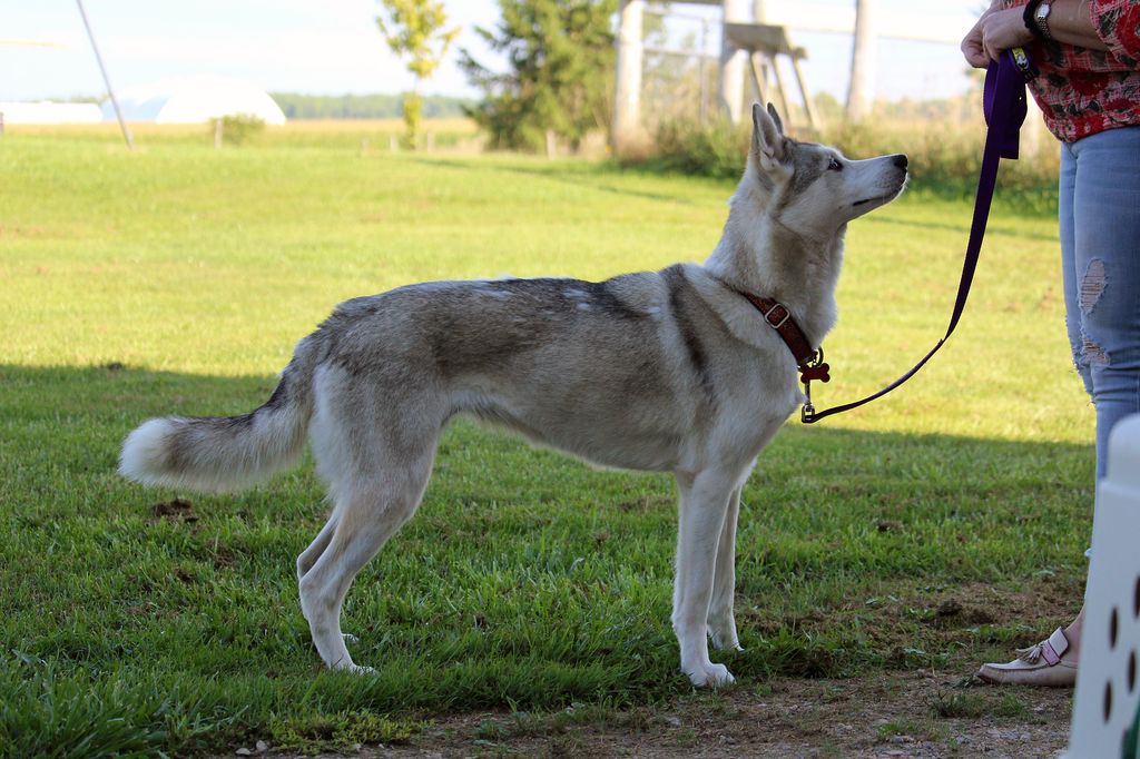 Photo of Jedeye Callisto Of Manitou