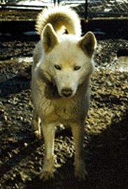 Photo of Sepp-Lok’s Adriel