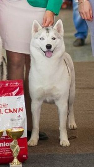 Photo of Arnato Baldesarini Siberian Queen
