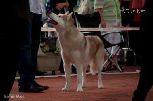 Photo of Husky Haven Puppy Song Fo Versace
