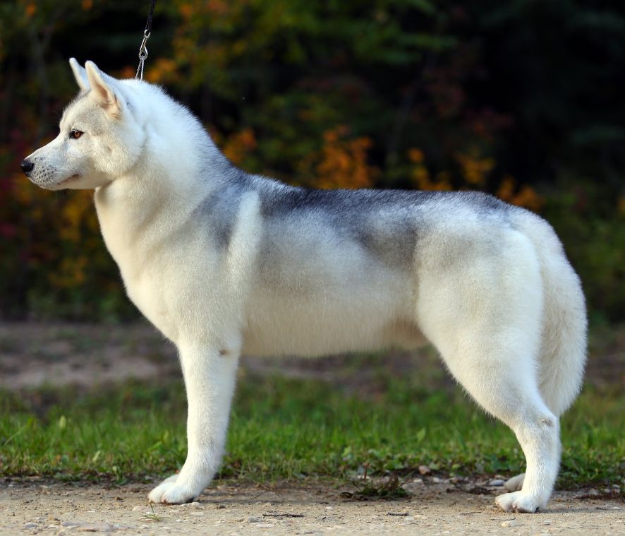 Photo of Nanook Barynuk Heart Of Fire