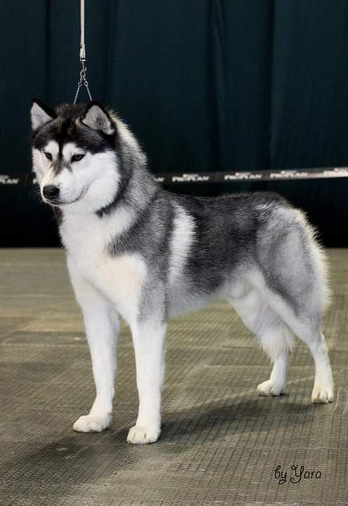Photo of Husky Haven Walk Me Home