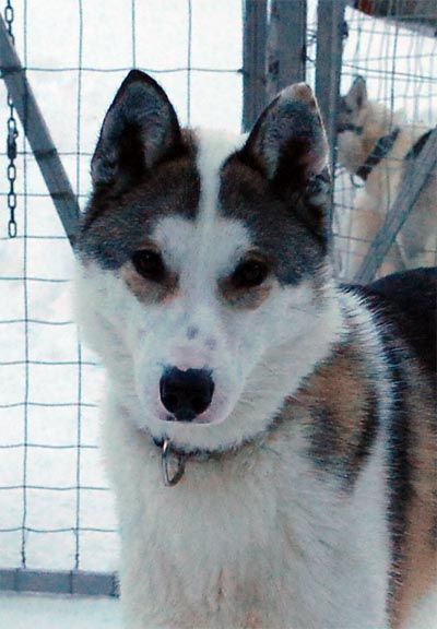 Photo of Huskyville’s Apache Big Buffalo
