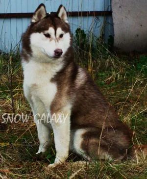 Photo of Pharaoh Love Fire Of Wolf Point