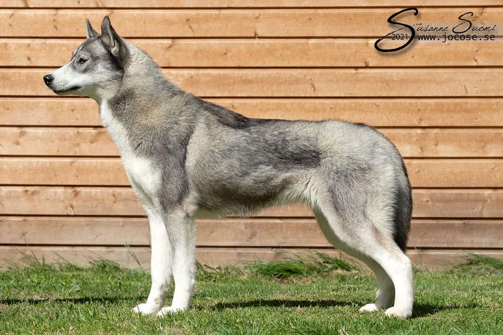 Photo of Shelby Anana Amarok