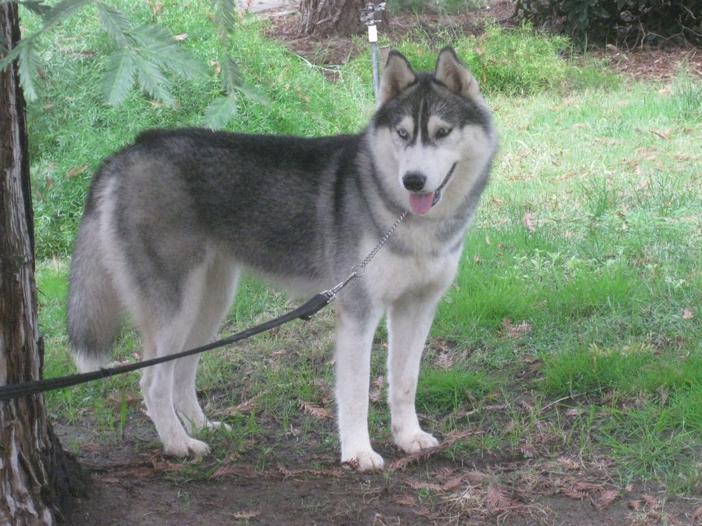 Photo of Anastasia’s KissMe Buck Wild
