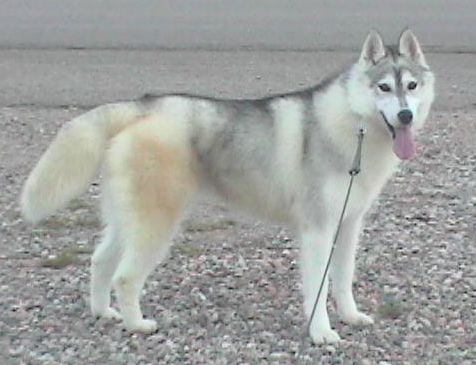 Photo of Shapali N Ebonyshadow’s Ease E