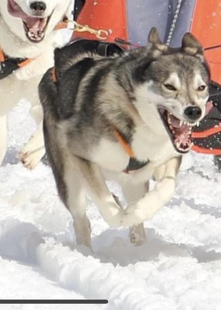 Photo of Kindness Diamond ab Canis Polaris