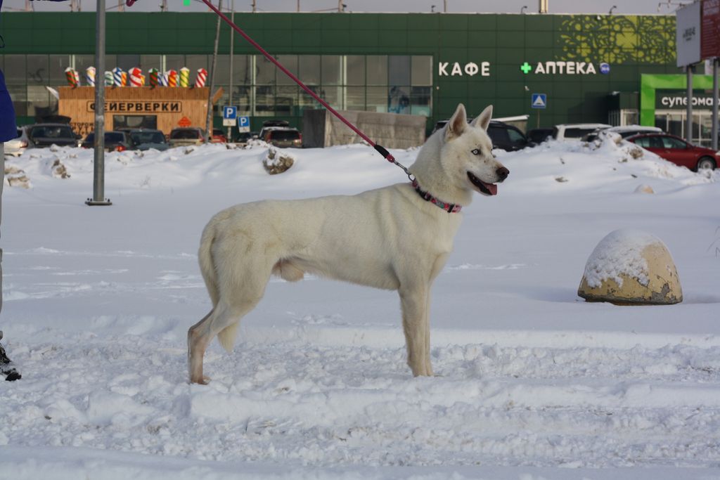Photo of Laitkiper's Any Snowy Day