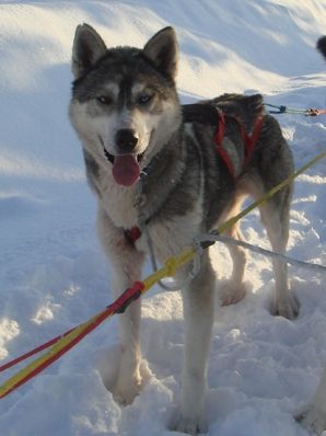 Photo of Polar Speed Golja