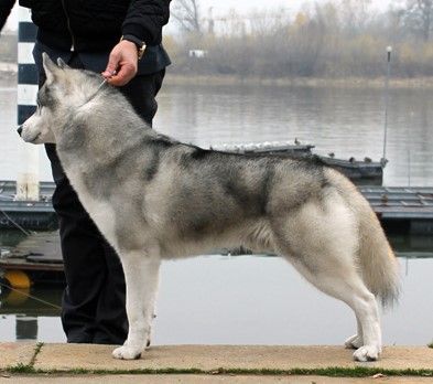 Photo of Halizen’s Silver Starr