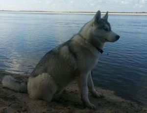 Photo of Masher Siberins Alex
