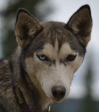 Photo of Chenil Lou Franc-Maximus' Wilma