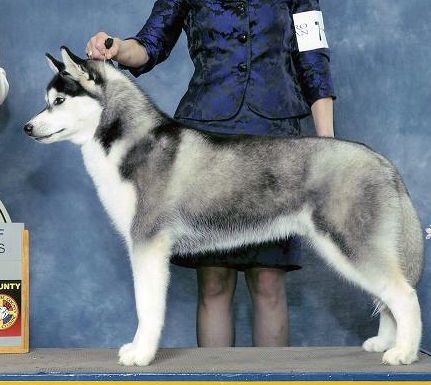 Photo of Snocrest’s Leone di Notte