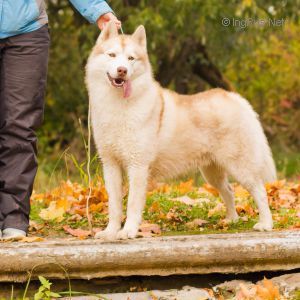 Photo of Husky Haven Imperial Crown