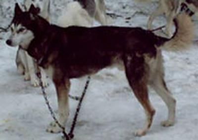 Photo of Husky Fant’s M’Rum Of Shaktoolik