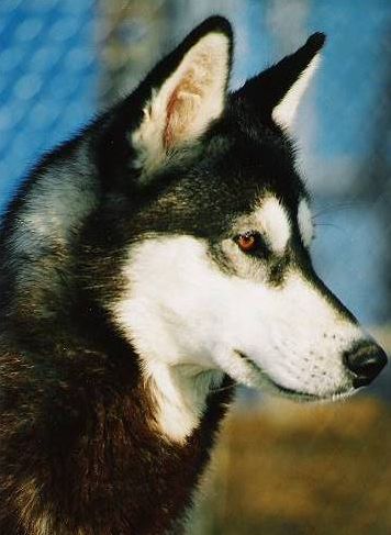 Photo of NorthWapiti’s Alpha