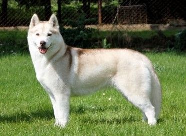 Photo of Snowmist’s Naturally Blonde