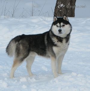 Photo of Husky Haven Raise The Stakes