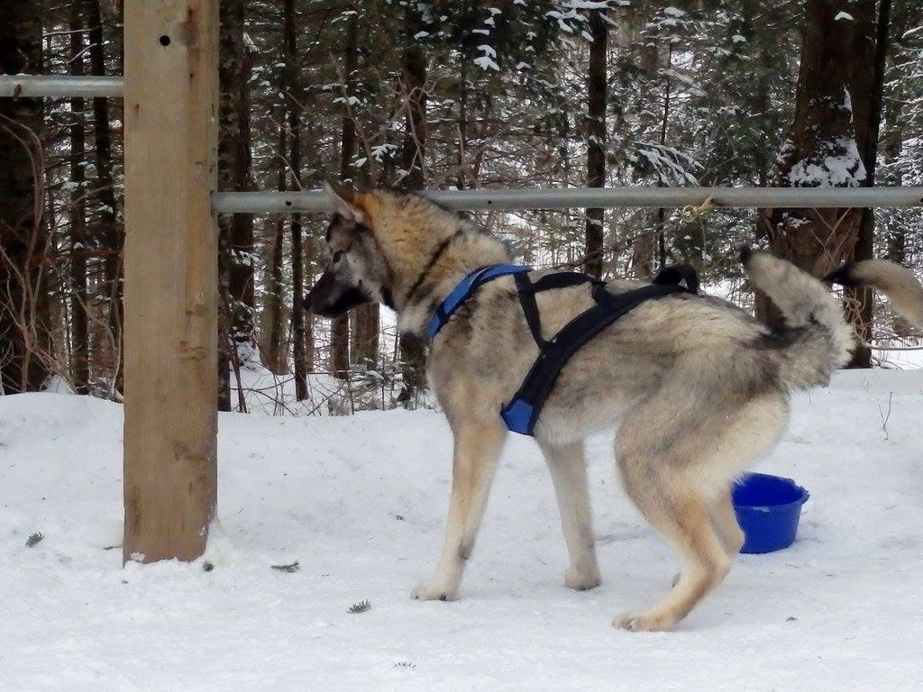 Photo of Howling Spirits Brutus