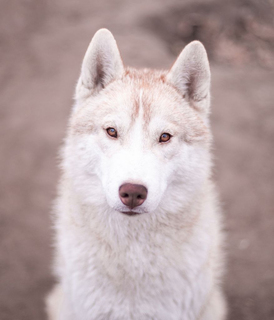 Photo of Intercrus Lyncis from Minsky Siberians