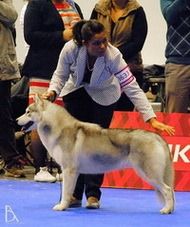 Photo of Kiss Kiss of Silverlight