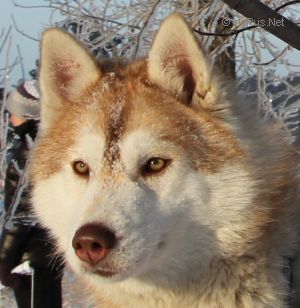 Photo of Husky Haven Zodiacal Light