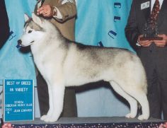 Photo of Karnovanda’s Micah II