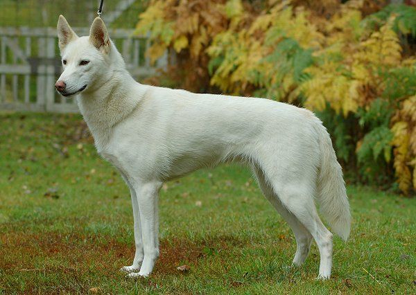 Photo of Huskyville’s Apache Honey Dew