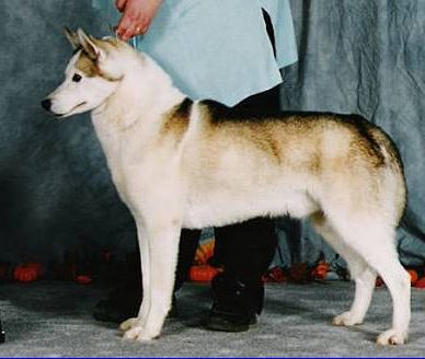 Photo of Chuchinka's Nikolai 2nd