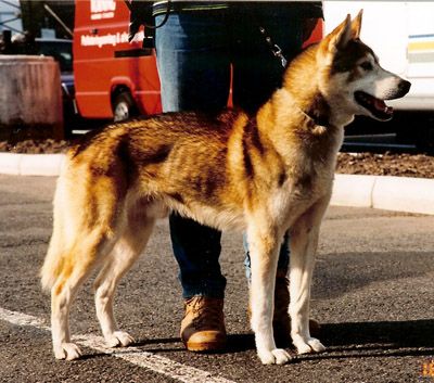 Photo of Sirius av Vargevass-A