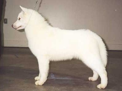 Photo of Nanook’s Turn of the Century