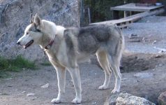 Photo of Sheela av Vargevass