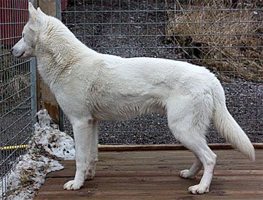 Photo of Helinkaja’s King Of Snow