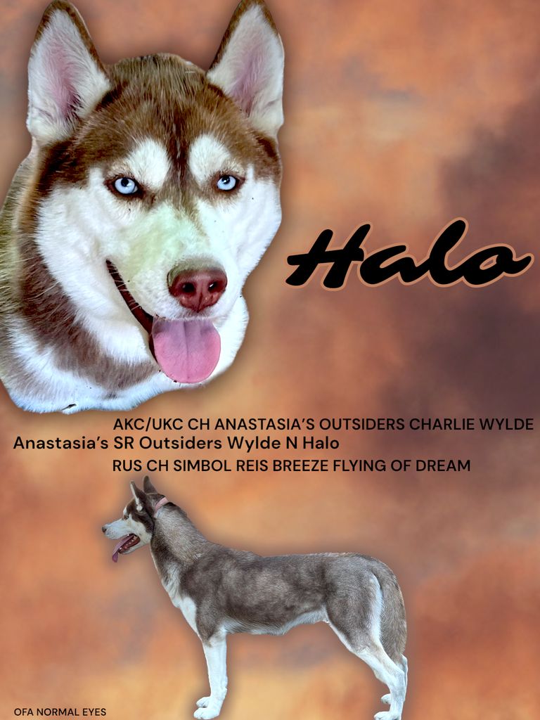 Photo of Anastasias SR Outsiders Wylde N Halo
