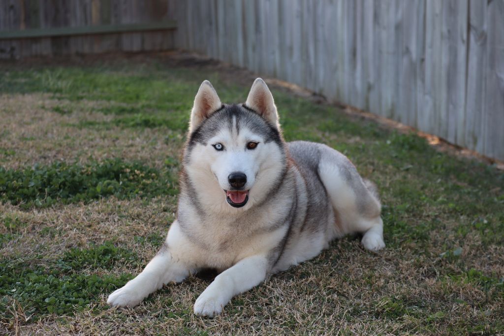 Photo of Talkinwolves Eskimo Kiss