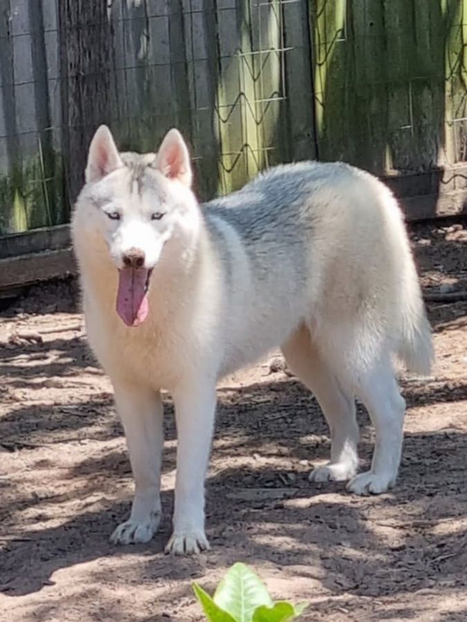 Photo of Dog Siberians Wolf Valquiria
