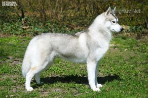 Photo of Stormborn Khaleesi of Golden Nicol