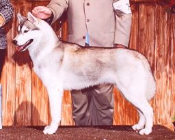 Photo of Karnovanda’s Simon