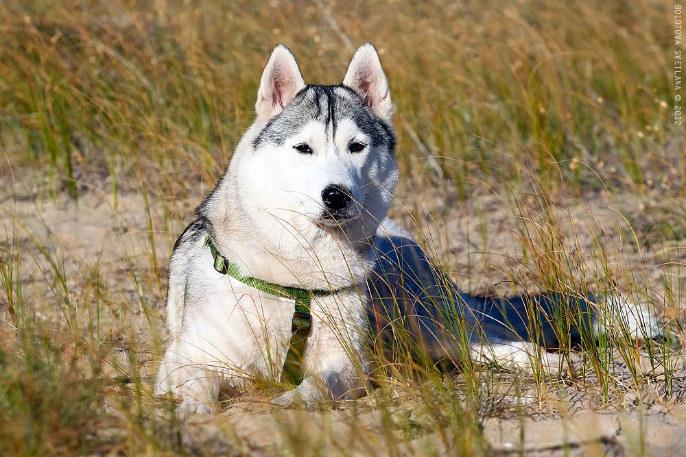Photo of Siberian Miracle Belle From Siberia