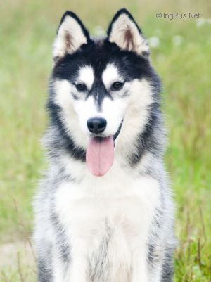 Photo of Husky Haven Apollo Goddes