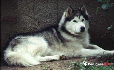 Photo of Zadar Yaguaral